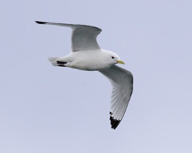kittiwake9 Kittiwake Peel, Isle of Man