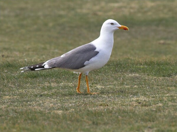 LBB Gull