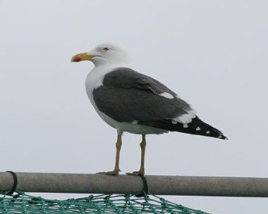 lbbgull3 Lesser Black-backed Gull Point of Ayre, Isle of Man