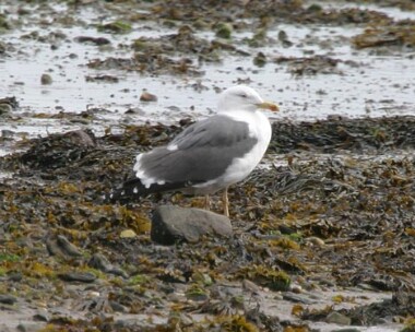 lbbgull4 Lesser Black-backed Gull Derbyhaven, Isle of Man