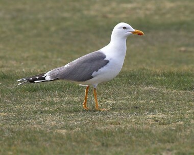 lbbgull7 Lesser Black-backed Gull Langness, Isle of Man