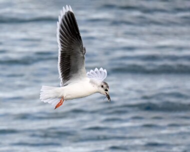 littlegull120223 Little Gull Peel, Isle of Man
