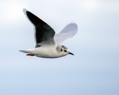 littlegull120223e Little Gull Peel, Isle of Man