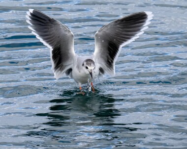 littlegull120223f Little Gull Peel, Isle of Man