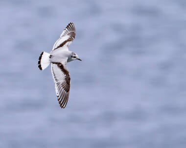 littlegull220211 Little Gull Peel, Isle of Man