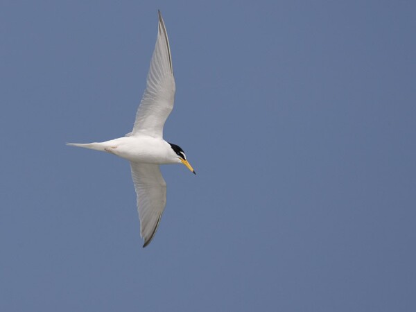 Little Tern