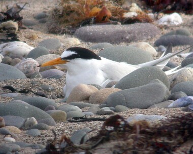 littletern2 Little Tern Ayres, Isle of Man