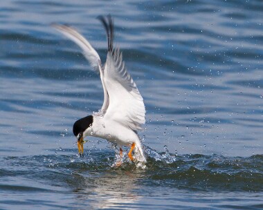 littletern230411 Little Tern Smeale, Isle of Man