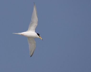 littletern250508 Little Tern Smeale, Isle of Man