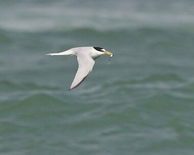 littletern5 Little Tern Smeale, Isle of Man