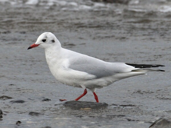 Black-headed Gull