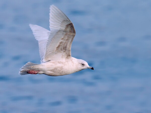 Iceland Gull