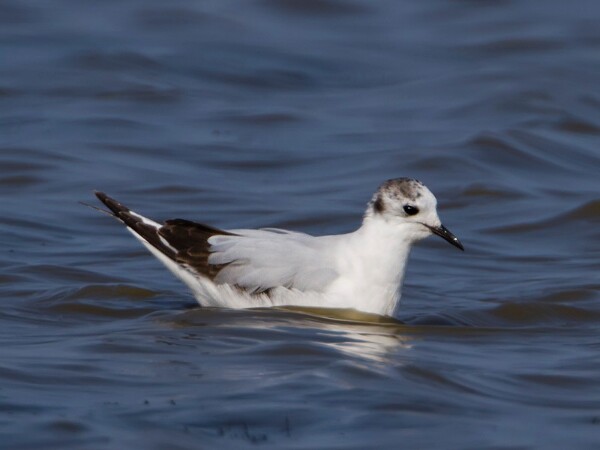 Little Gull