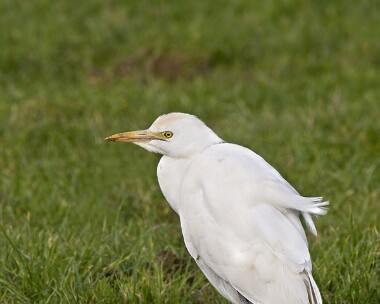 cattleegret200209b Cattle Egret Port St Mary, Isle of Man