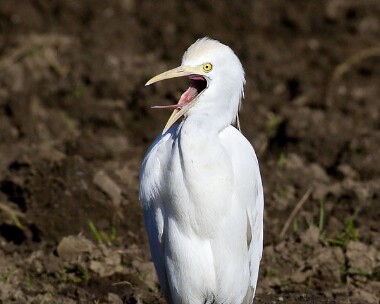 cattleegret270209 Cattle Egret Colby, Isle of Man