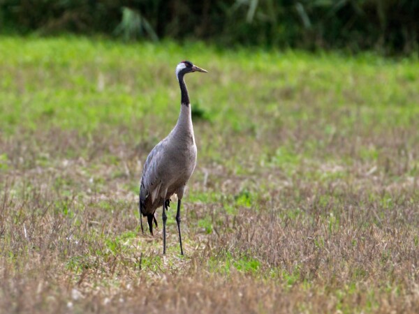 Common crane