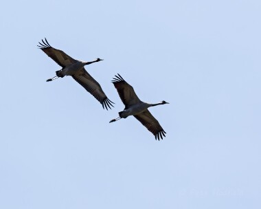 commoncrane040515 Common Crane Winterton, Norfolk