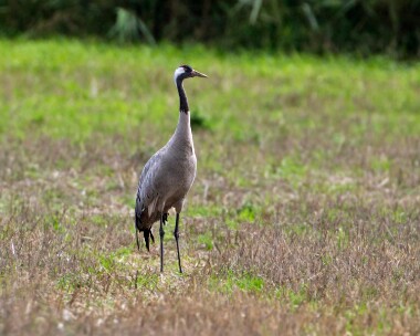 commoncrane180910 Common Crane Horsey, Norfolk