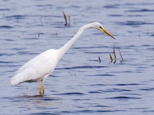 Great White Egret
