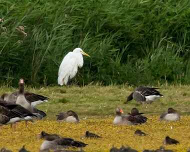 greatwhiteegret120814 Great White Egret Hickling Broad, Norfolk