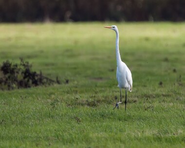 greatwhiteegret121014 Great White Egret Burnham Overy Staithe, Norfolk
