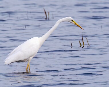 greatwhiteegret290224b Great White Egret Leighton Moss, Lancashire