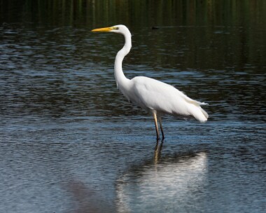 gwe280919 Great White Egret Ham Wall, Somerset