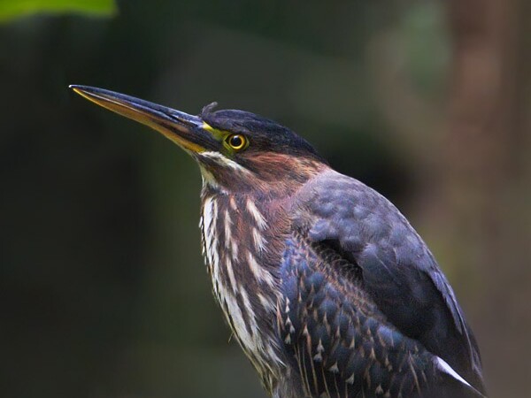 Green Heron