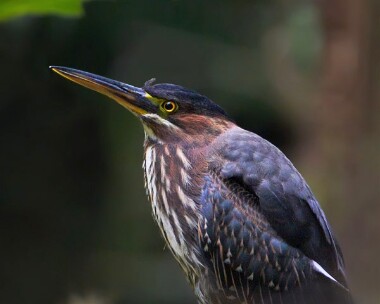 greenheron151010 Green Heron Heligan, Cornwall
