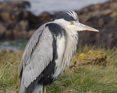 greyheron8 Grey Heron Langness, Isle of Man