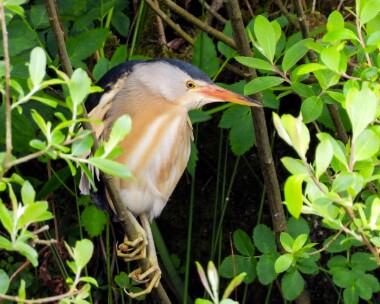 littlebittern100520 Little Bittern Clypse, Isle of Man