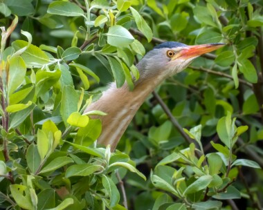littlebittern100520b Little Bittern Clypse, Isle of Man