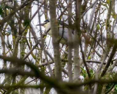 nightheron030424 Night Heron Cley, Norfolk