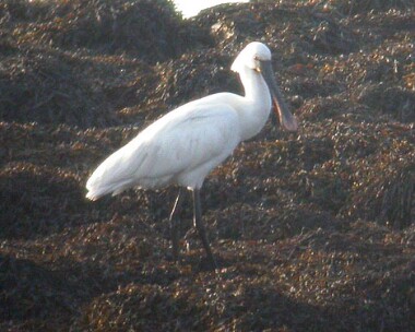 spoonbill Spoonbill Langness, Isle of Man