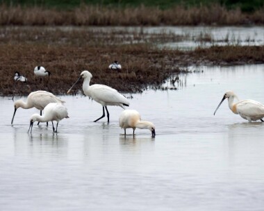 spoonbill060519jpg Spoonbill Cley, Norfolk