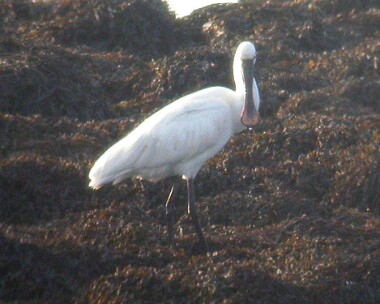 spoonbill3 Spoonbill Langness, Isle of Man