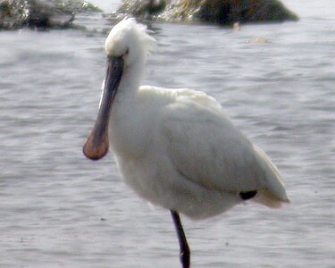 rarity Spoonbill Langness, Isle of Man