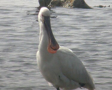spoonbill7 Spoonbill Langness, Isle of Man