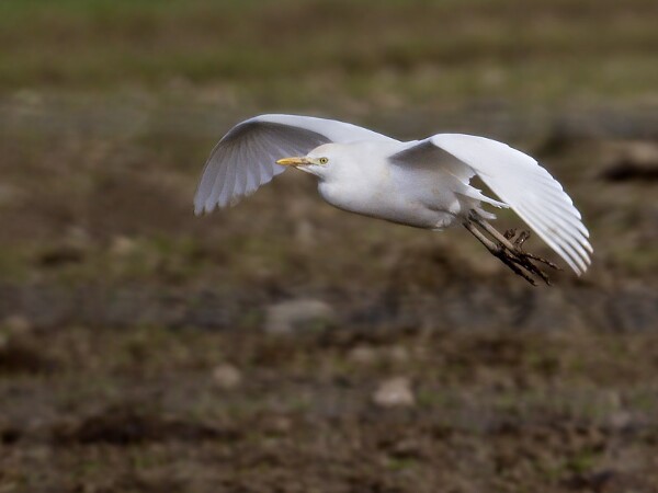Cattle Egret