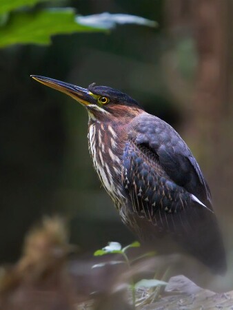 Green Heron