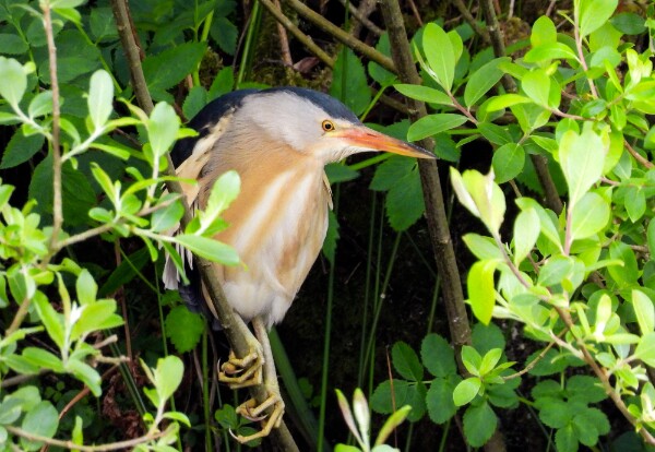 Little Bittern