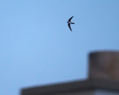 alpineswift040411 Alpine Swift Ramsey, Isle of Man