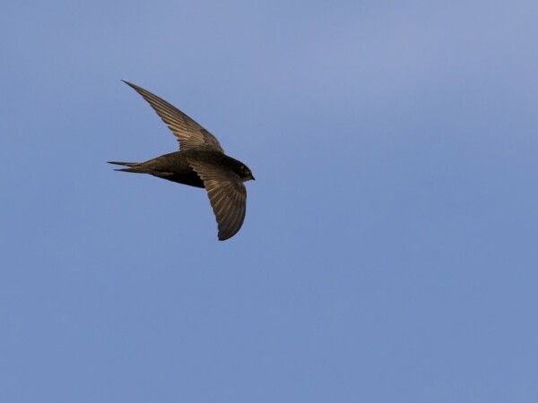 Common Swift