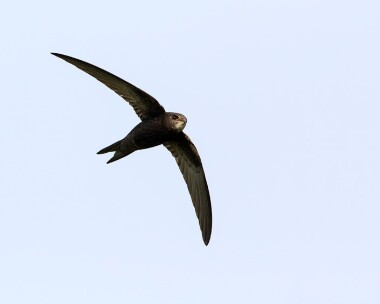 swift020716 Common Swift Leighton Moss, Lancashire