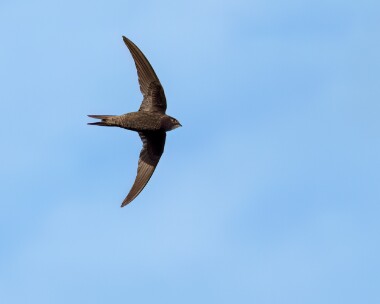 swift060823 Common Swift Castletown, Isle of Man