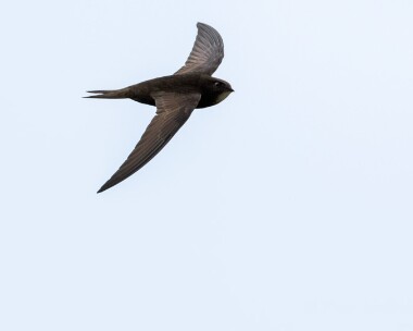 swift080515 Common Swift Frampton, Lincolnshire