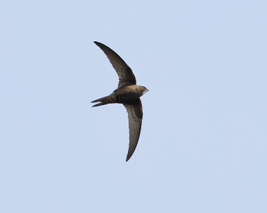 swift100607 Common Swift Castletown, Isle of Man