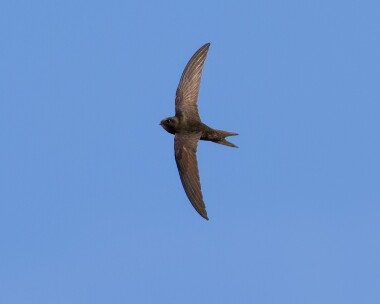 swift110512 Common Swift Frampton Marsh, Lincolnshire