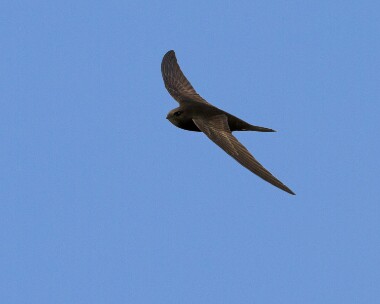 swift110512b Common Swift Frampton Marsh, Lincolnshire