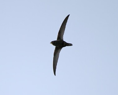swift2 Common Swift Castletown, Isle of Man